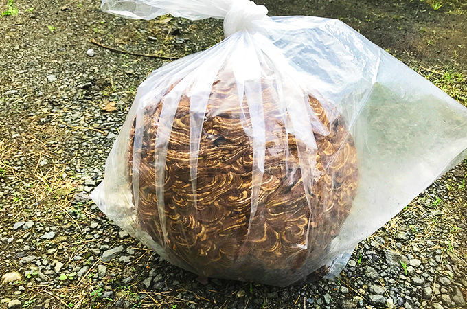 ハチ駆除サービス